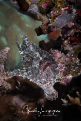 Frog-fish by Claude Lespagne 